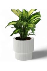 Omnipazar SO-VGS3 Dekoratif Vega Saksı Takımı 30 Lt Kirli Beyaz 3 Adet