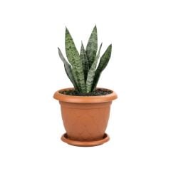 Omnipazar SO-D006 Damla Desen Tabaklı Saksı Takımı 5 Litre No:6 Kiremit (108)