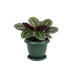 Omnipazar SO-D007 Damla Desen Tabaklı Saksı Takımı 8 Litre No:7