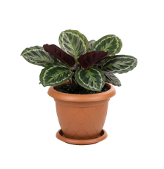 SO-D007 Damla Desen Tabaklı Saksı Takımı 8 Litre No:7 Kiremit 6 Adet