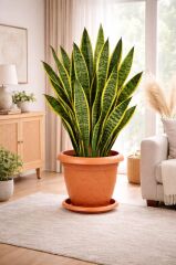 SO-D008 Damla Desen Saksı Takımı Tabaklı 11.6 Litre No:8 Kiremit 6 Adet