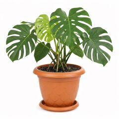 SO-D009 Damla Desen Tabaklı Saksı Takımı 17 Litre No:9 Kiremit 6 Adet