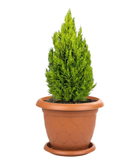 Omnipazar SO-D010 Damla Desen Tabaklı Saksı Takımı 25 Litre No:10 Kiremit (108)