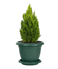 Omnipazar SO-D010 Damla Desen Tabaklı Saksı Takımı 25 Litre No:10 YEŞİL