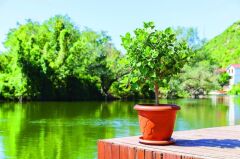 SO-D011 Damla Desen Saksı Takımı Tabaklı 37 Litre No:11 Kiremit 3 Adet