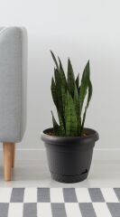 Omnipazar KRS-342 Dekoratif İnci Bitki Çiçek Saksı Takımı 2.2 Litre No 2