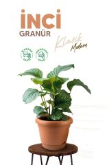 Omnipazar KRS-342 Dekoratif İnci Bitki Çiçek Saksı Takımı 2.2 Litre No 2 Kahverengi
