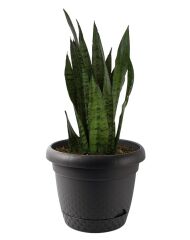 Omnipazar KRS-344 Dekoratif İnci Bitki Çiçek Saksı Takımı 8.8 Litre No 4