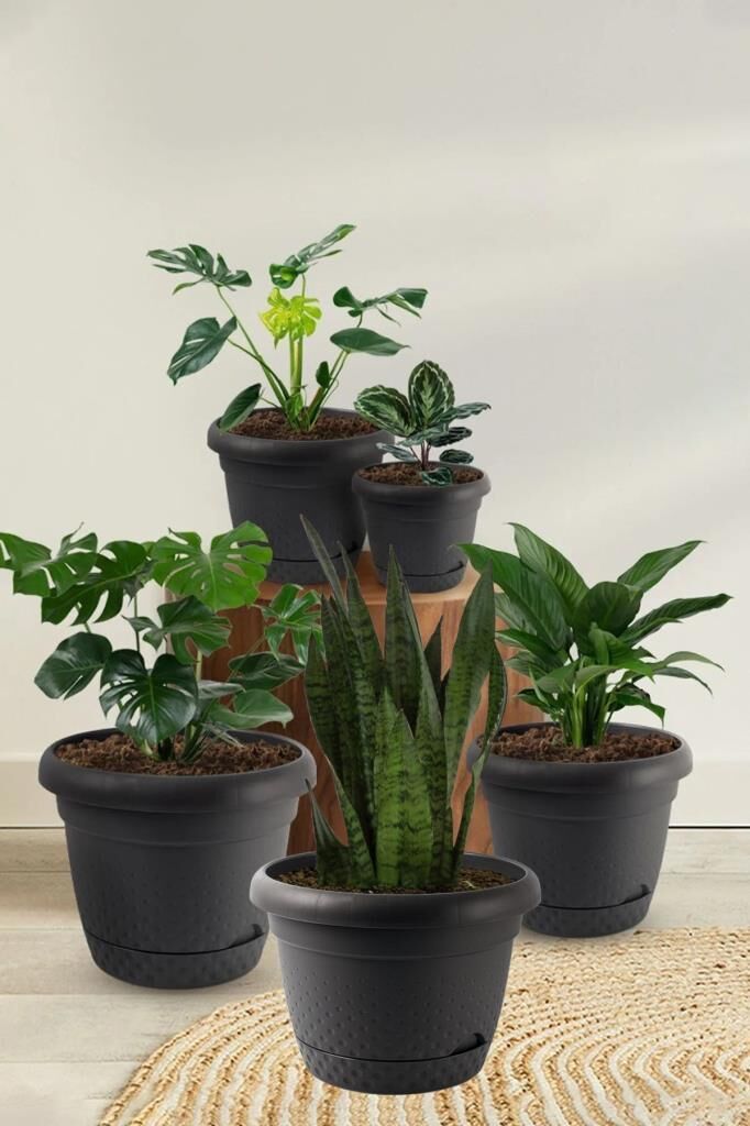 Omnipazar KRS Dekoratif İnci Bitki Çiçek Saksı Takımı 5'li Set Antrasit