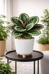 ELF-452 Derin Nostalji Ayaklı Saksı Takımı 9 Lt Beyaz 5 Adet