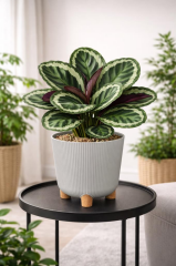 ELF-452 Dekoratif Derin Nostalji Ayaklı Saksı Takımı 9 Lt Taş Gri 5 Adet