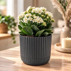 KRS-263 Zeraf Dekoratif Tabaklı Saksı Takımı 4.6 Lt Yeşil 6 Adet No:3