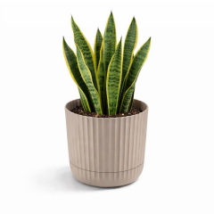 Omnipazar KRS-264 Zeraf Dekoratif Tabaklı Lüks Saksı Takımı 7.2 Litre No:4