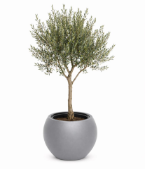 Omnipazar SO-KURS3 Küre Dekoratif Yuvarlak İç Kovalı Saksı 62 Litre No: 3 Antrasit (116)