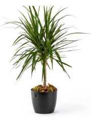 Omnipazar SO-YK05 Yakut Saksı Takımı Separetörlü 22 Lt 3 Adet Siyah