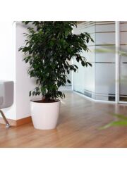 Omnipazar SO-YK07 Yakut Saksı Takımı Separetörlü 66 Litre Kirli Beyaz 3 Adet