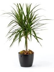 Omnipazar SO-YK07 Yakut Saksı Takımı Separetörlü 66 Litre Siyah 3 Adet