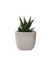 Omnipazar KRS-383 Dekoratif Plastik Mercan Kare Saksı 1.8 Litre No 3 Bej