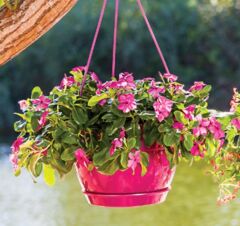 Omnipazar SO-SM01 Safir Makrome Askılı Balkon Saksı 1,7 lt Vişne 6 Adet