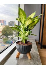 Omnipazar ELF-494 Dekoratif Ayaklı Nostalji Saksı 2.8 lt Antrasit 5 Adet