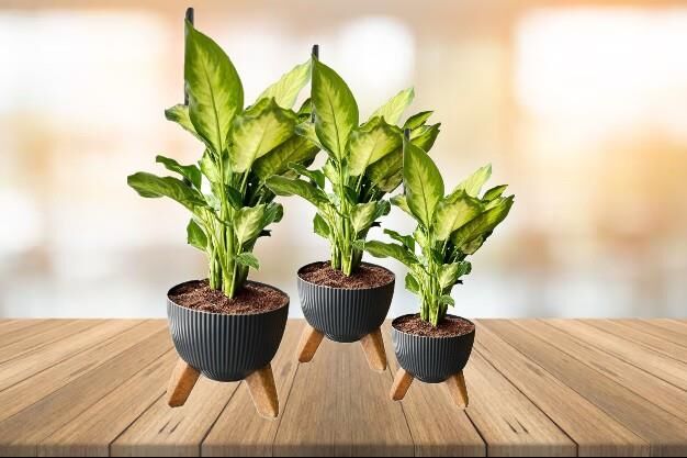 Omnipazar ELF 3 Boy Dekoratif Ayaklı Nostalji Saksı Takımı Antrasit