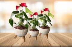 Omnipazar ELF 3 Boy Dekoratif Ayaklı Nostalji Saksı Takımı Bej