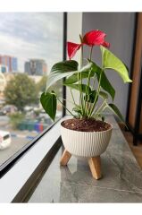 Omnipazar ELF-496 Dekoratif Ayaklı Nostalji Saksı 9 lt Taş Gri 5 Adet