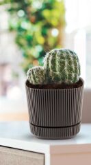 Omnipazar KRS-244 Pera Kare Dekoratif Kaktus Sukulent Saksı 4,6 Litre No 4 YEŞİL