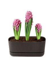 Omnipazar KRS-245 Pera Uzun Dekoratif Balkon Saksı 1.5 Litre No 1 Kahverengi