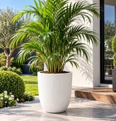 Omnipazar SO-PALM3 Palmiye Dekoratif Plastik Saksı İç Kovalı 30 LT NO: 3 Beyaz