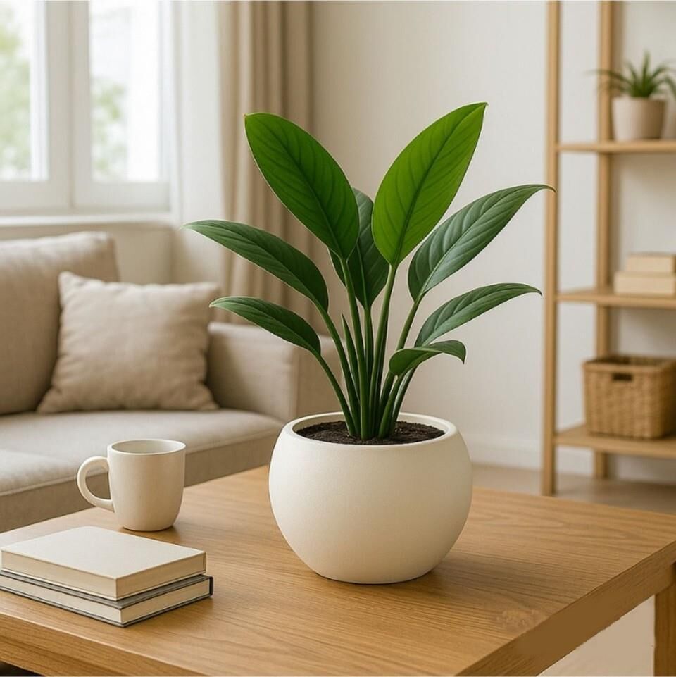 Omnipazar SO-KURS1 Dekoratif Modern Yuvarlak Küre Saksı 7.5 litre No 1 Beyaz