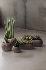 Omnipazar KRS Mercan Dekoratif Sukulent Kaktüs Plastik Saksı Takımı 5'li Set Kahverengi