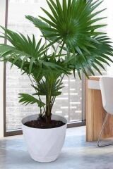 Omnipazar KRS-457 Yakamoz Tabaklı Plastik Saksı Takımı 26 Litre No 7 Beyaz