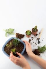 Omnipazar KRS-247 Pera Aranjman Kaktus Sukulent Saksı 1 Litre 3'lü Set