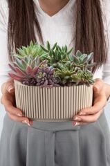 Omnipazar KRS-247 Pera Aranjman Kaktus Sukulent Saksı 1 Litre 3'lü Set