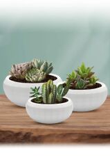 Omnipazar KRS-610 Dekoratif Küçük Aranjman Kaktus Sukulent Saksı 0.7 Litre
