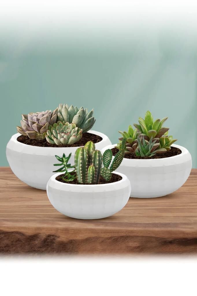 Omnipazar Dekoratif Aranjman Kaktus Sukulent Saksı 3'lü Set Beyaz