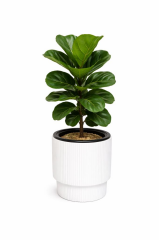 Omnipazar SO-VGS2 Vega Modern Plastik Saksı Takımı İç Kovalı 20 Litre No:2